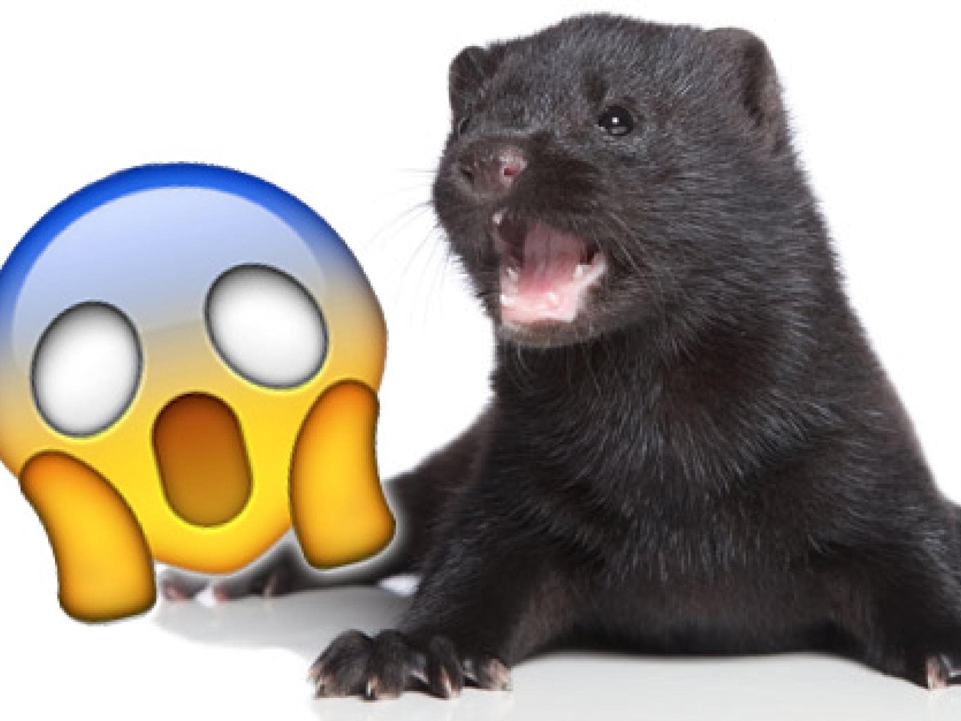 tierische-inhaltsstoffe-2112909.jpg