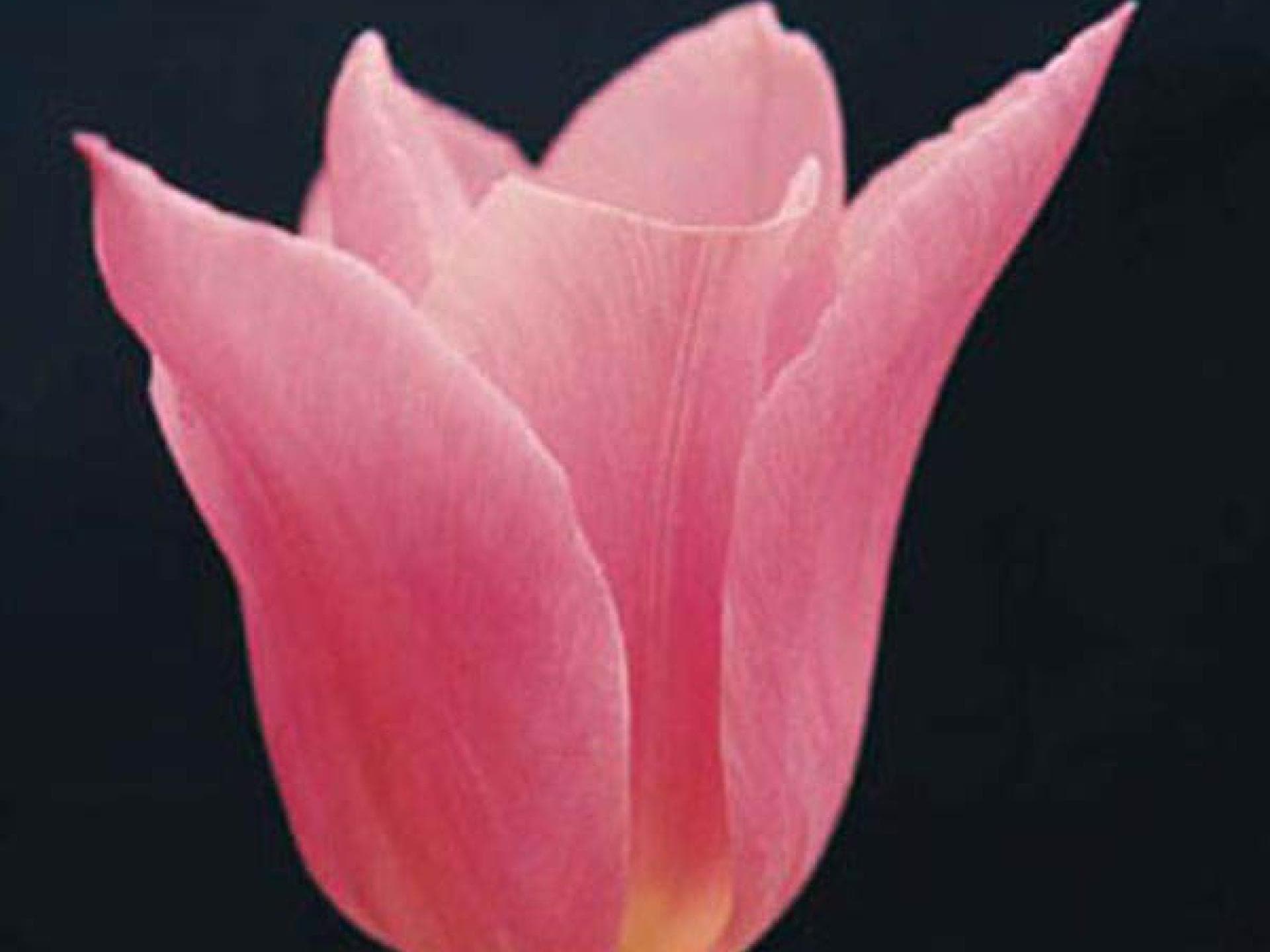 Gedicht: An meine verstorbene Freundin