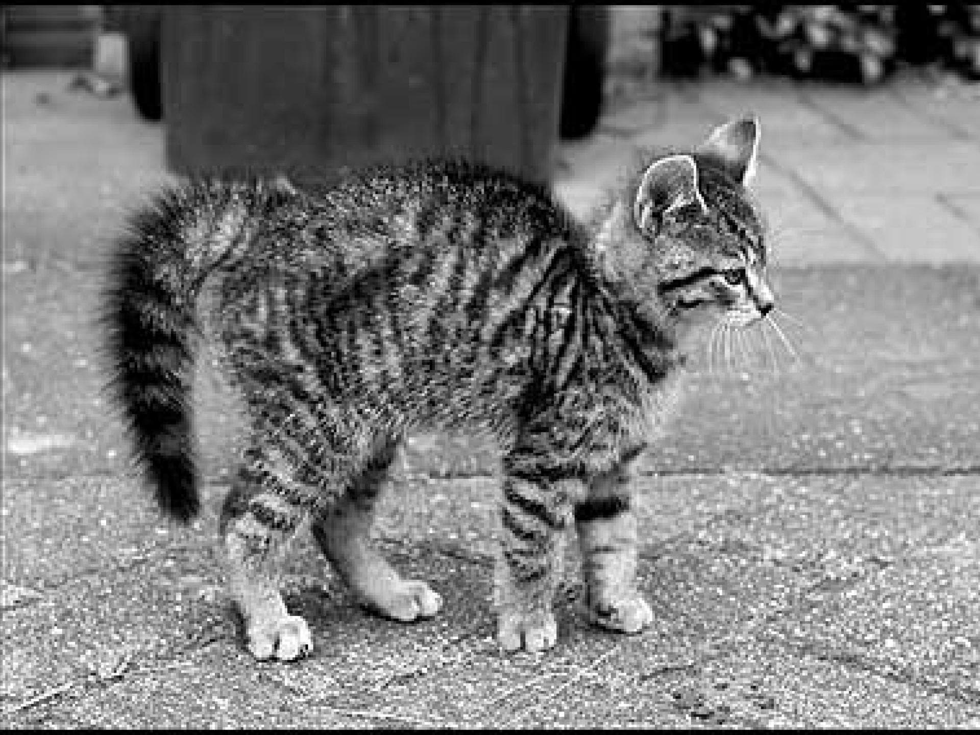 Katerchen Findus Katerchen Findus