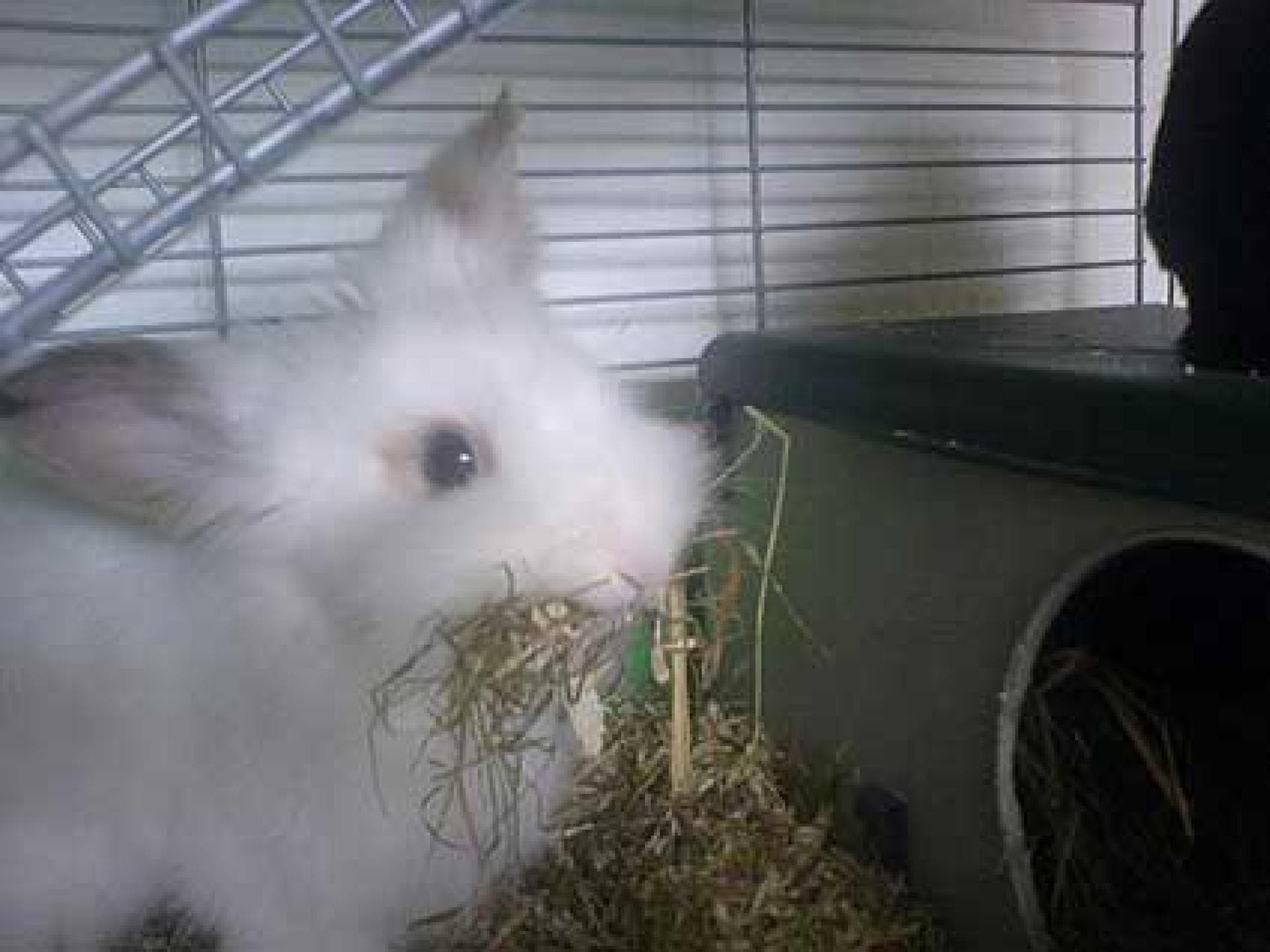 Kaninchen Flower beim Nestbau