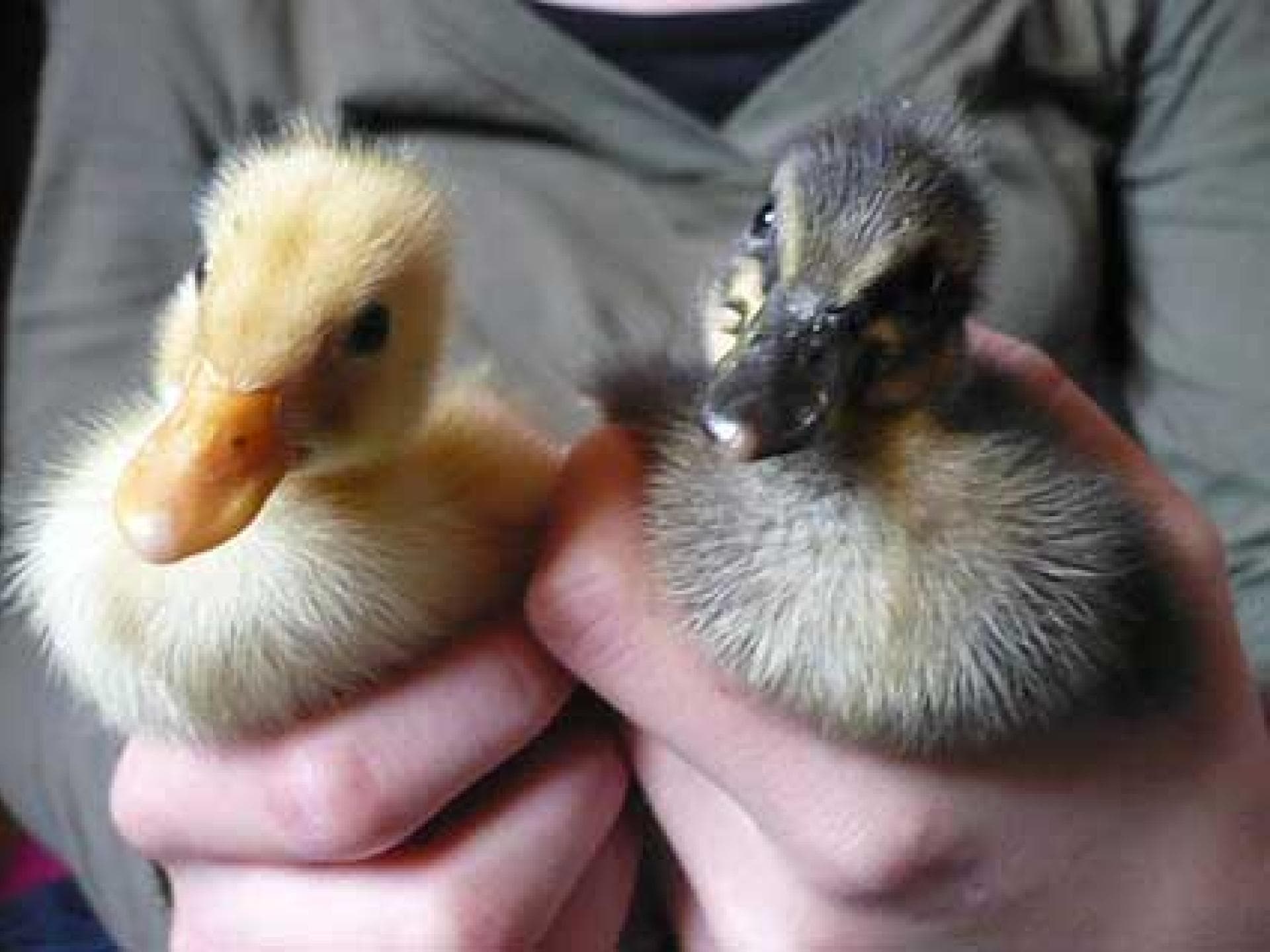 Niedliche Entenküken Niedliche Entenküken