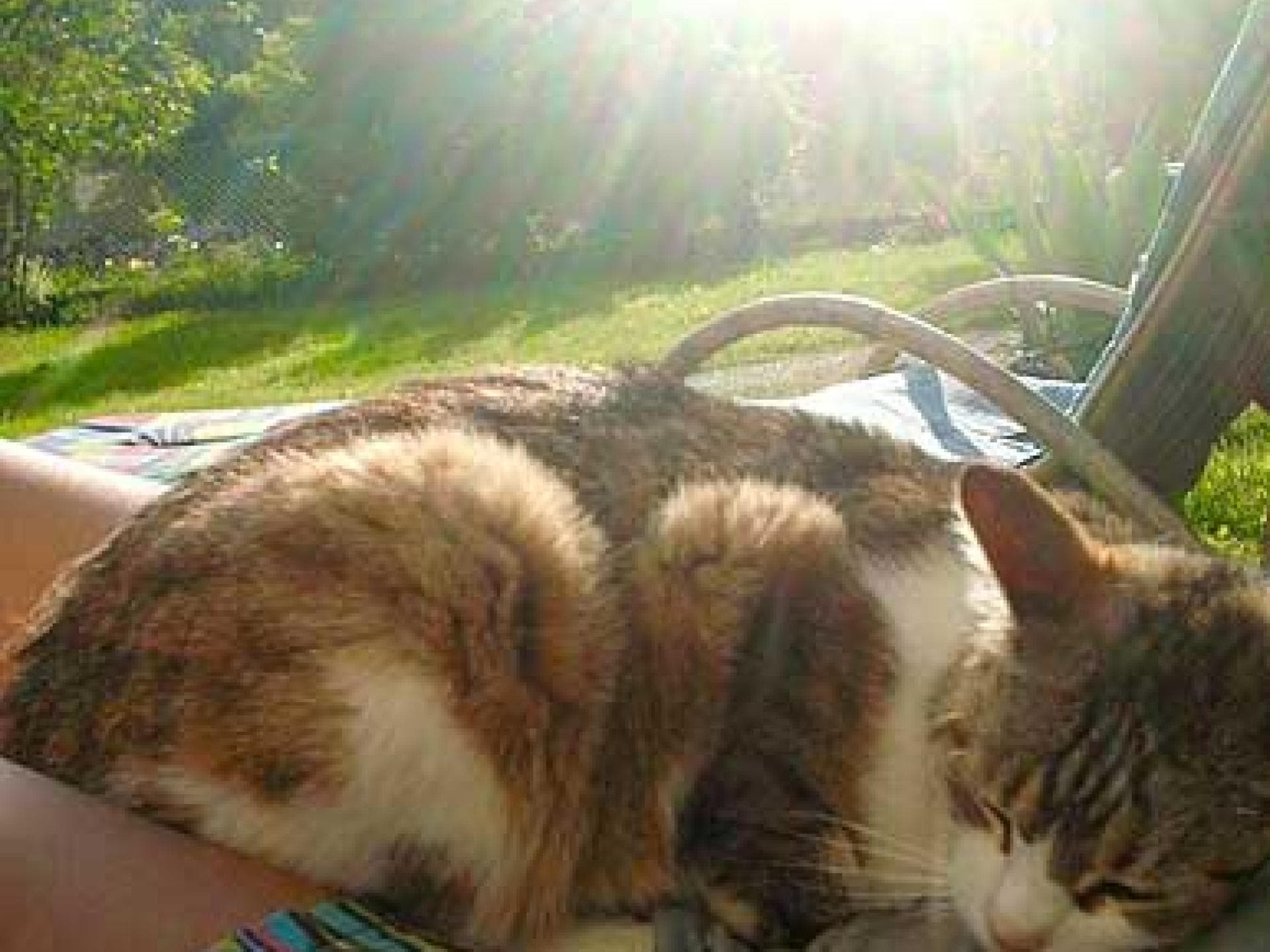 Kater Fritz beim Schlafen