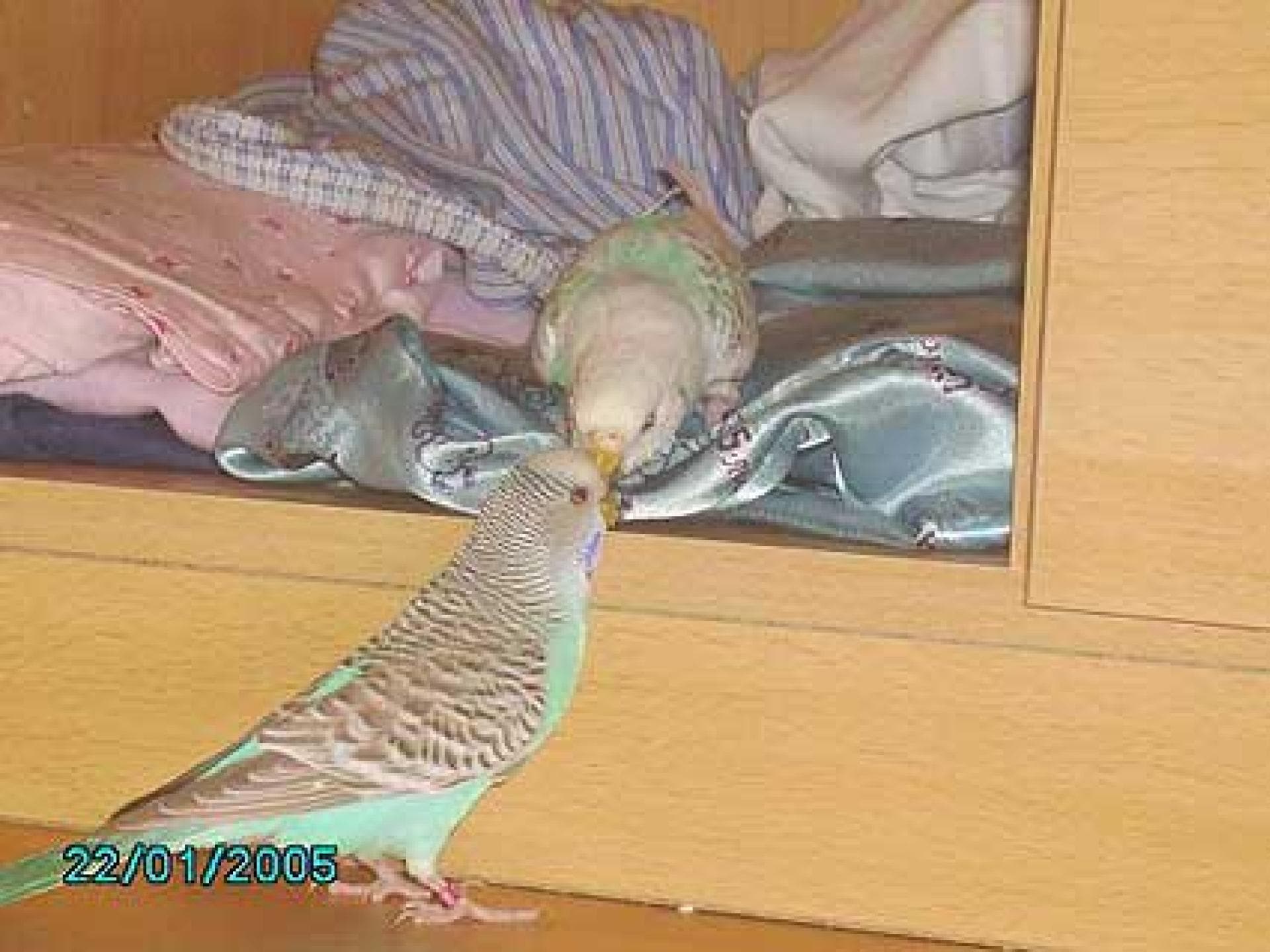 Wellensittiche beim Spielen