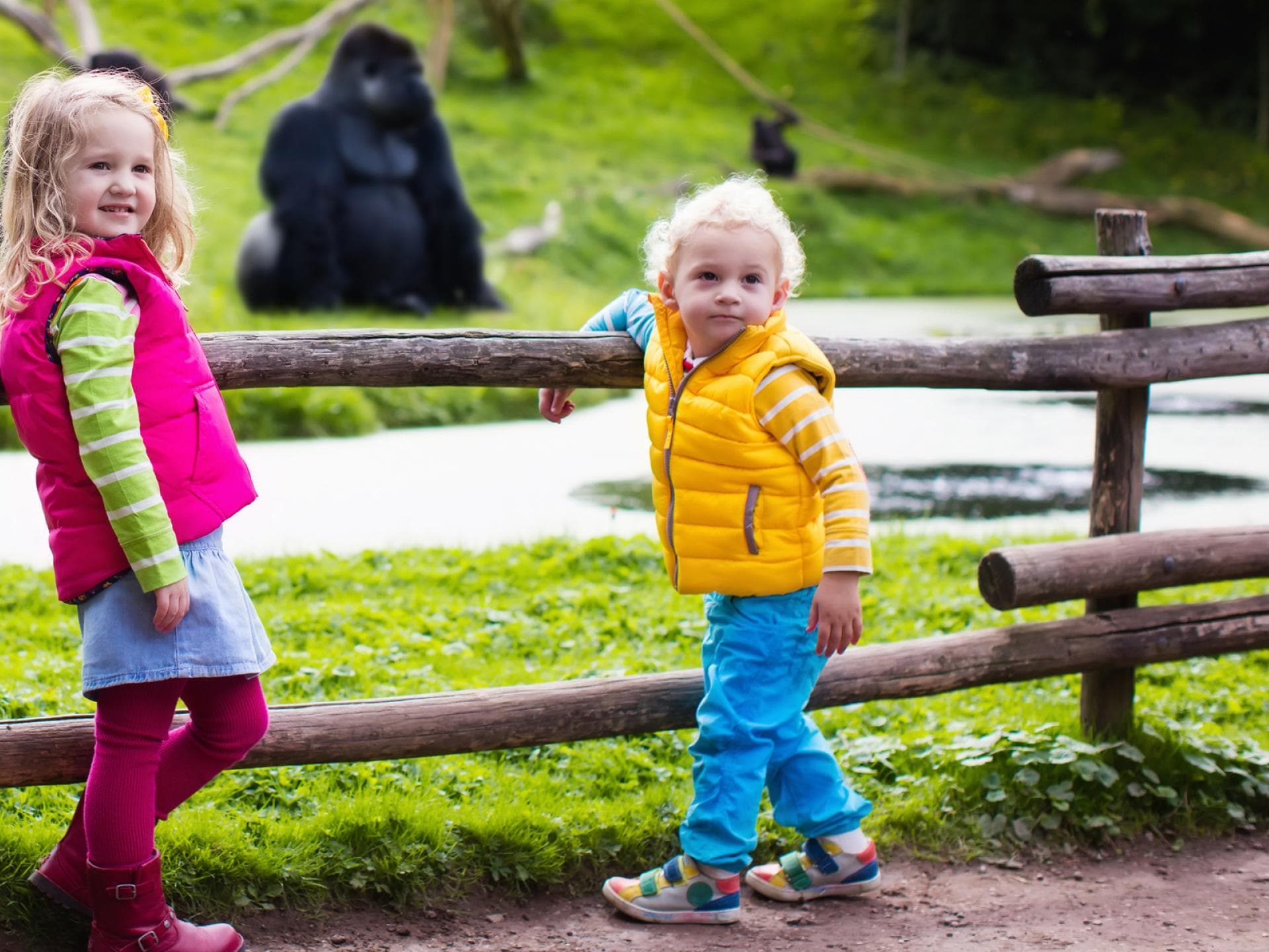 Heftige Kritik nach der Tötung von Gorilla Harambe quer Heftige Kritik nach der Tötung von Gorilla Harambe quer