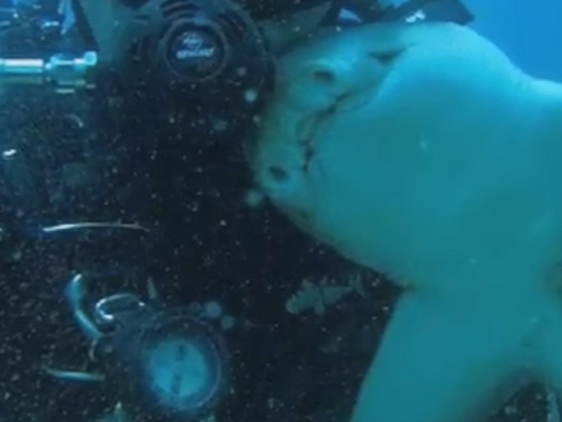 Hai kuschelt mit Taucher