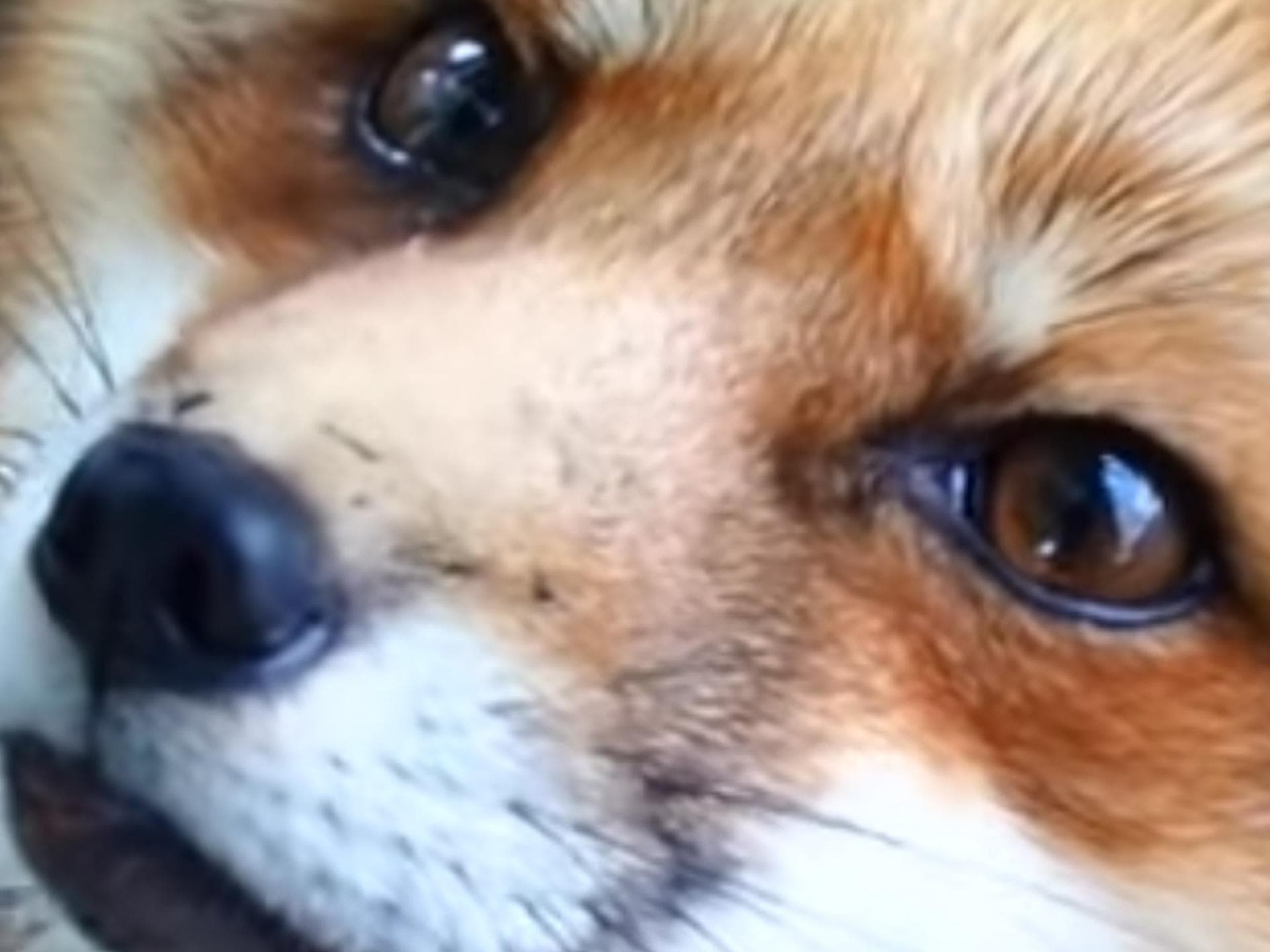 Das Fuchs-Dorf in Japan