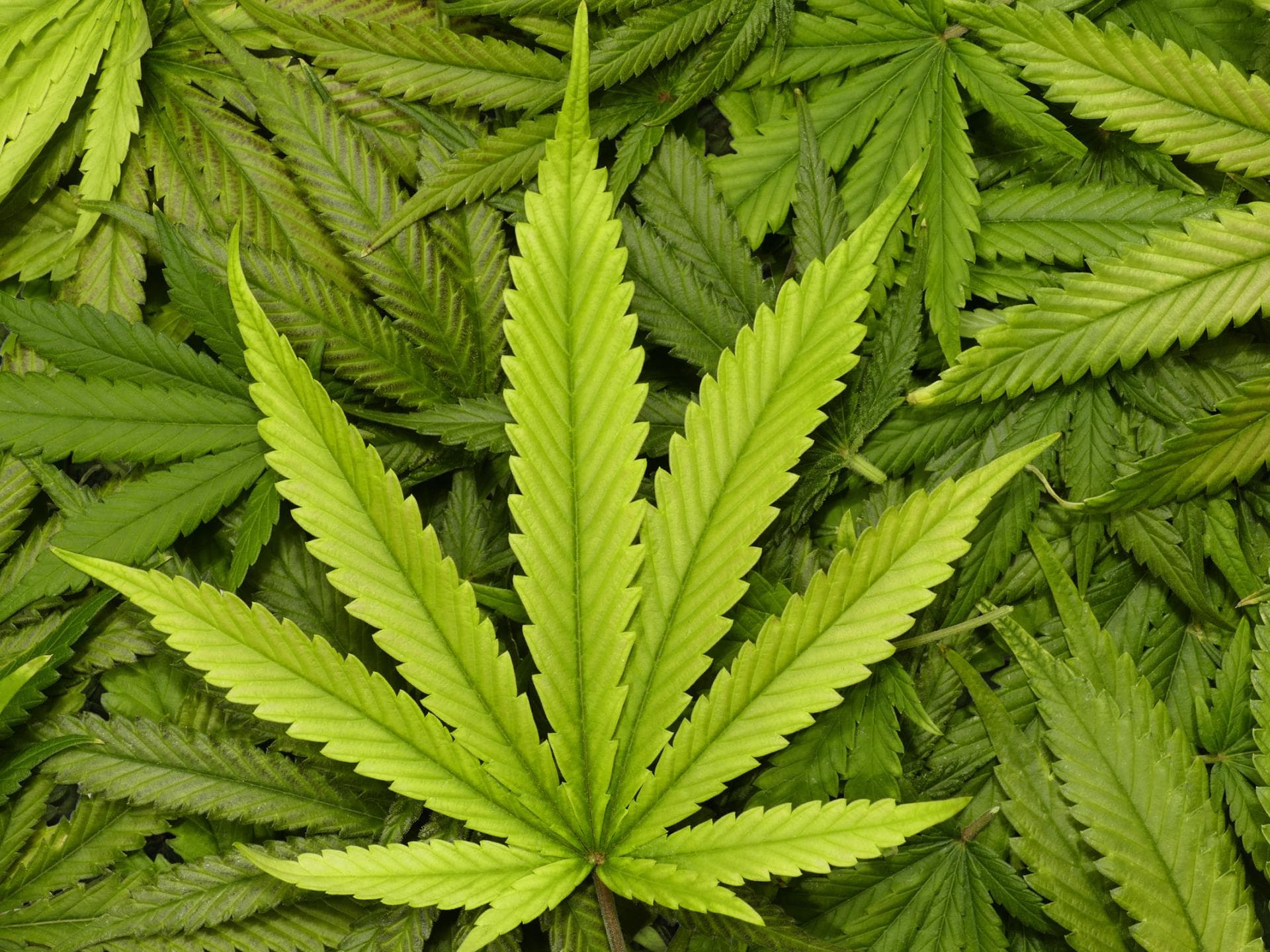 Cannabis-Pflanze inline Cannabis-Pflanze inline