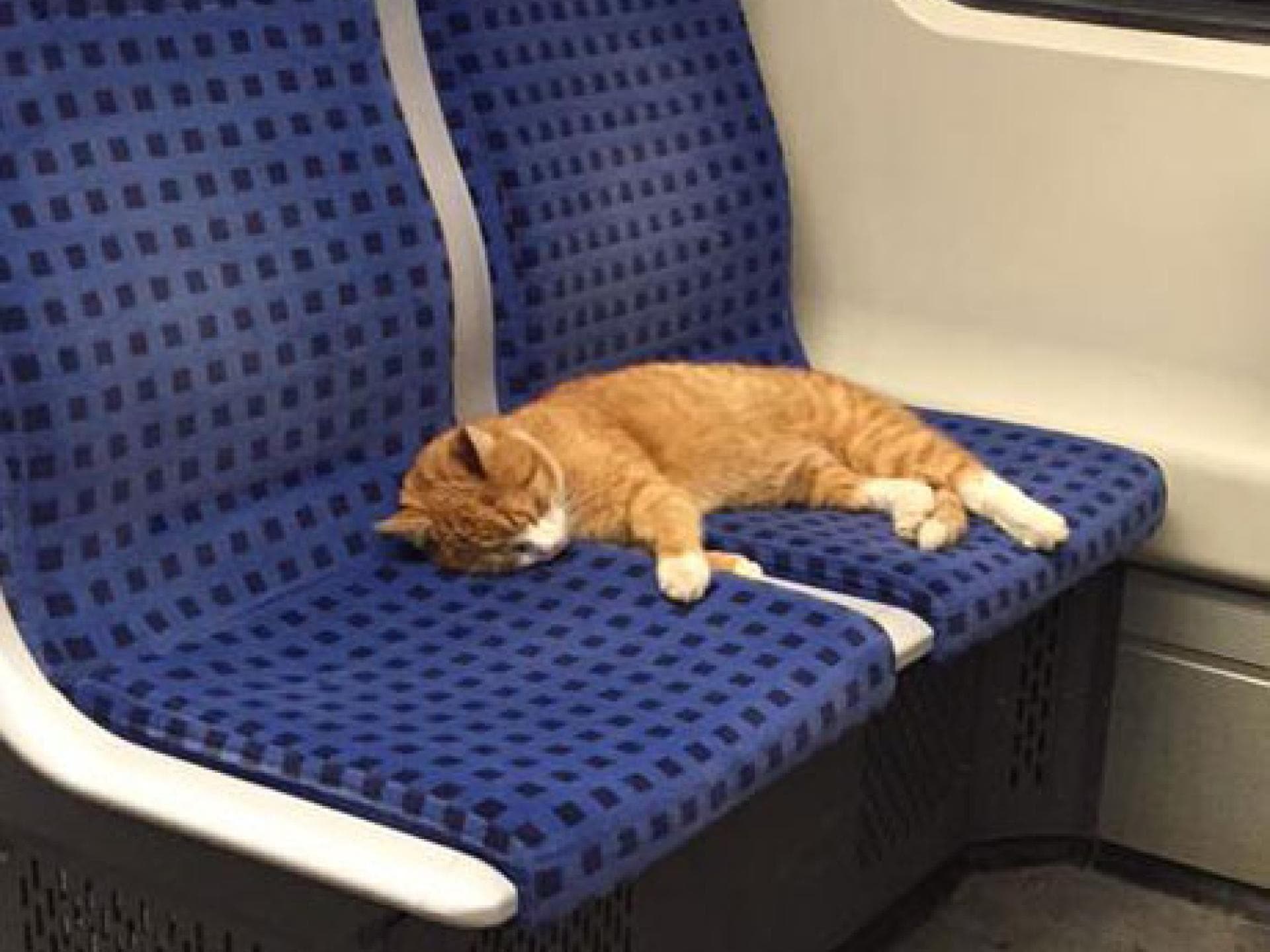 Blinder Passagier in der S-Bahn Blinder Passagier in der S-Bahn