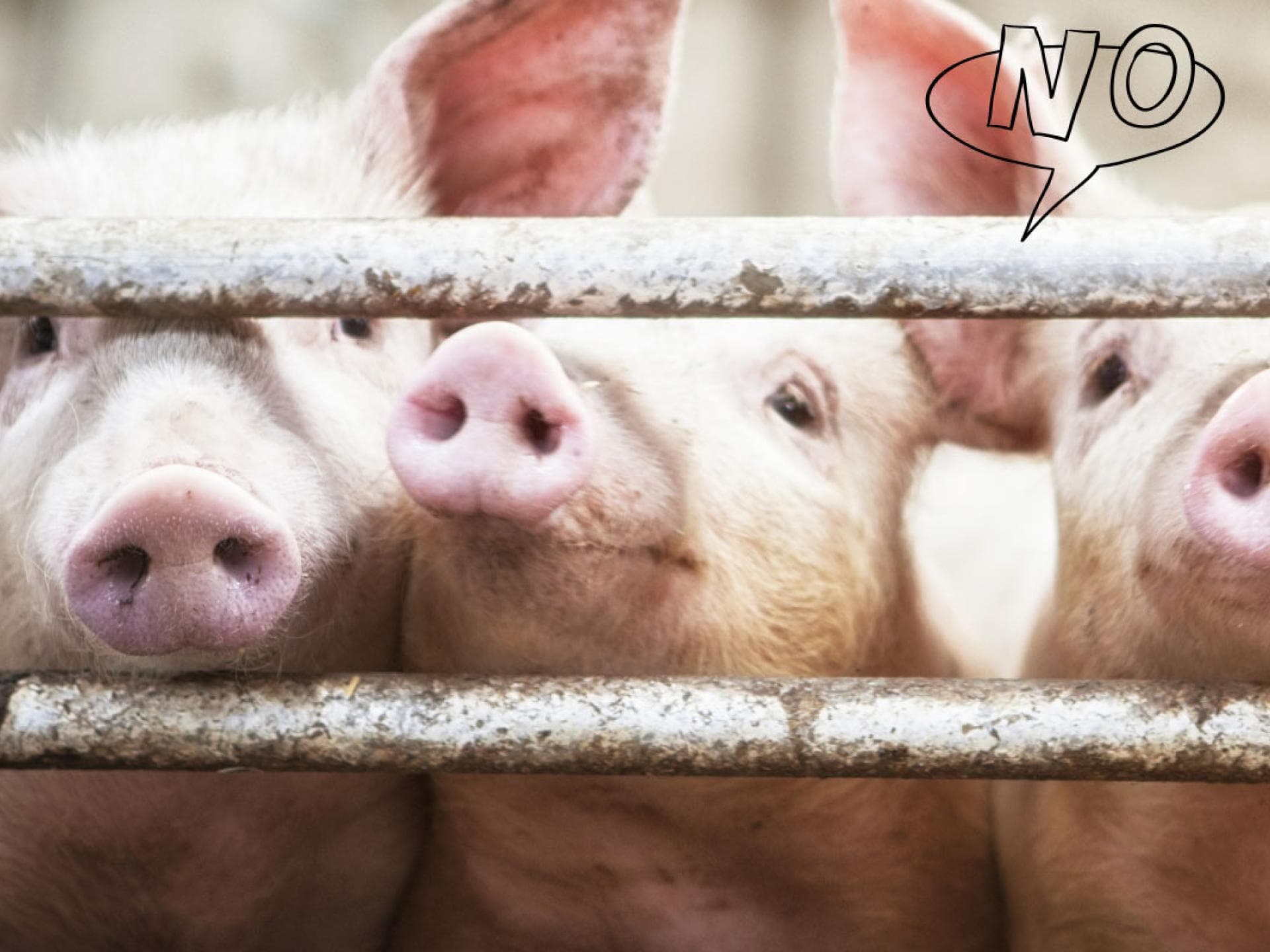 Schweine quer Schweine quer