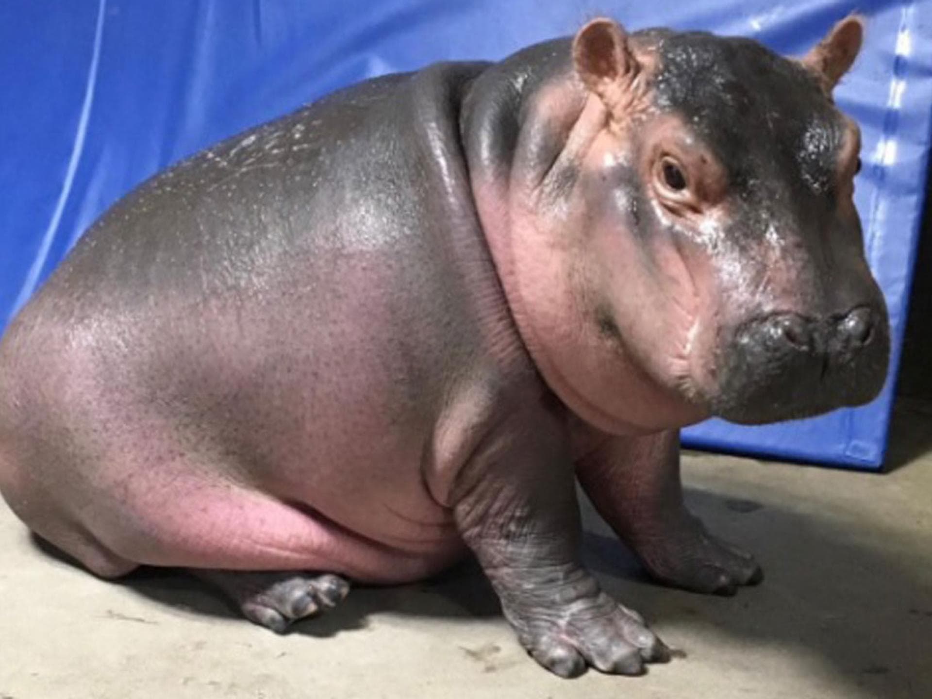 Baby Hippo Fiona erobert die Herzen Baby Hippo Fiona erobert die Herzen