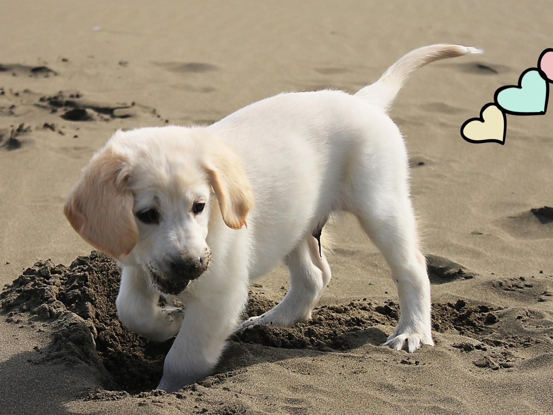 welpen-adoptieren-insel-quer welpen-adoptieren-insel-quer