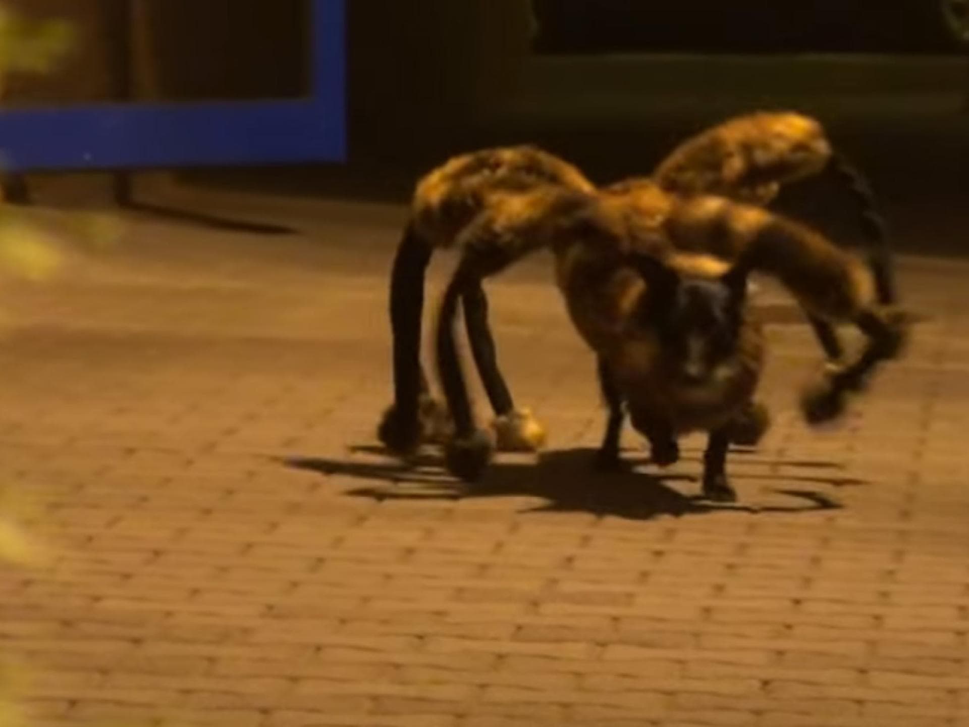 spider-dog-quer spider-dog-quer