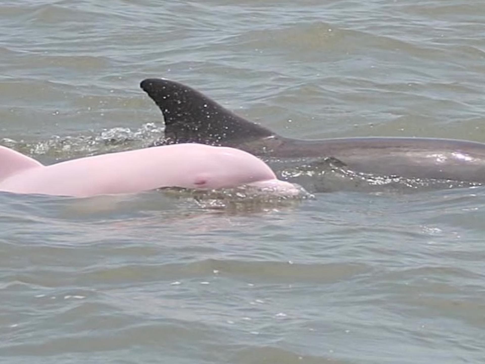 pinker-delfin-inline