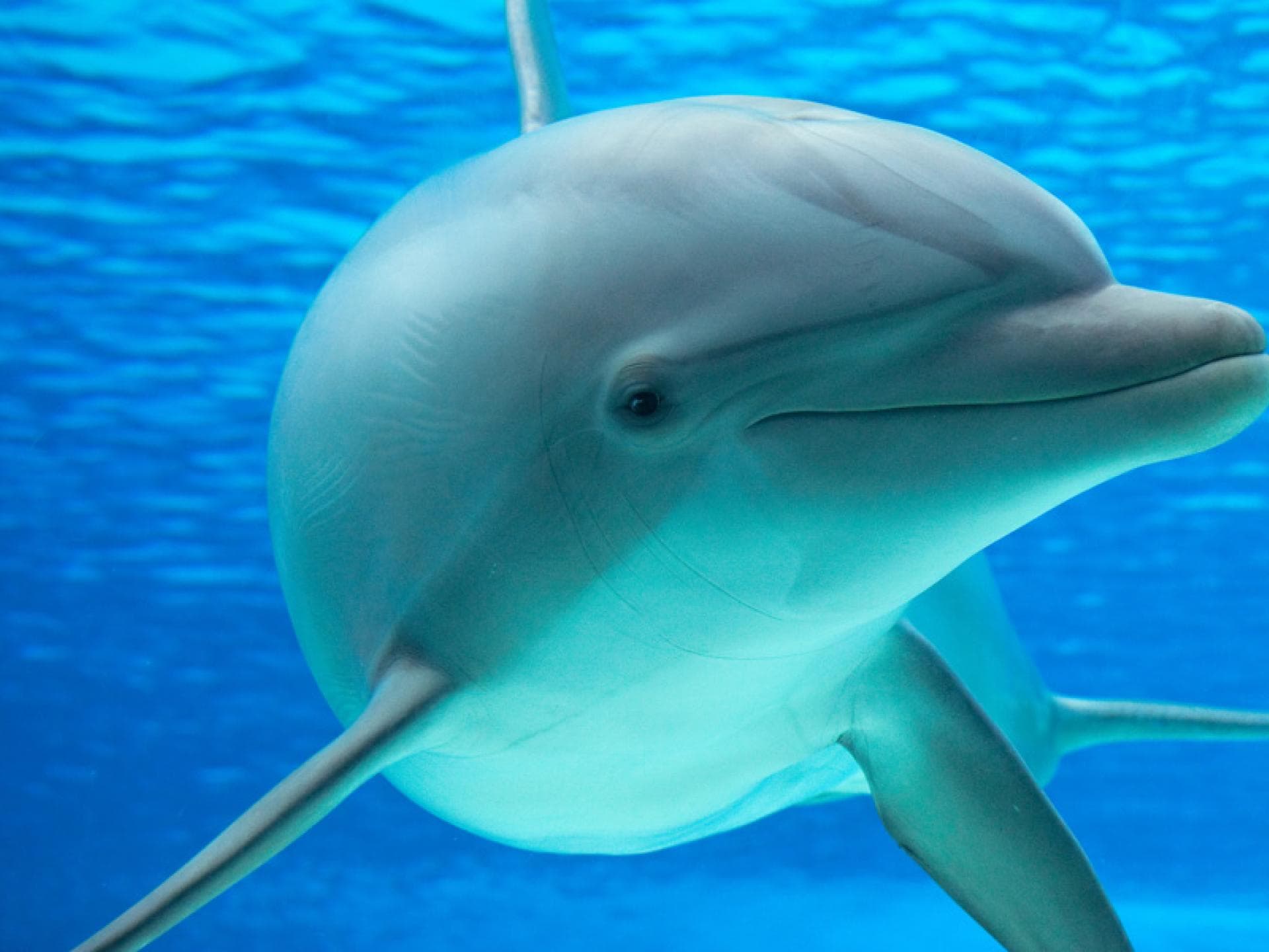 pinker-delfin-quer