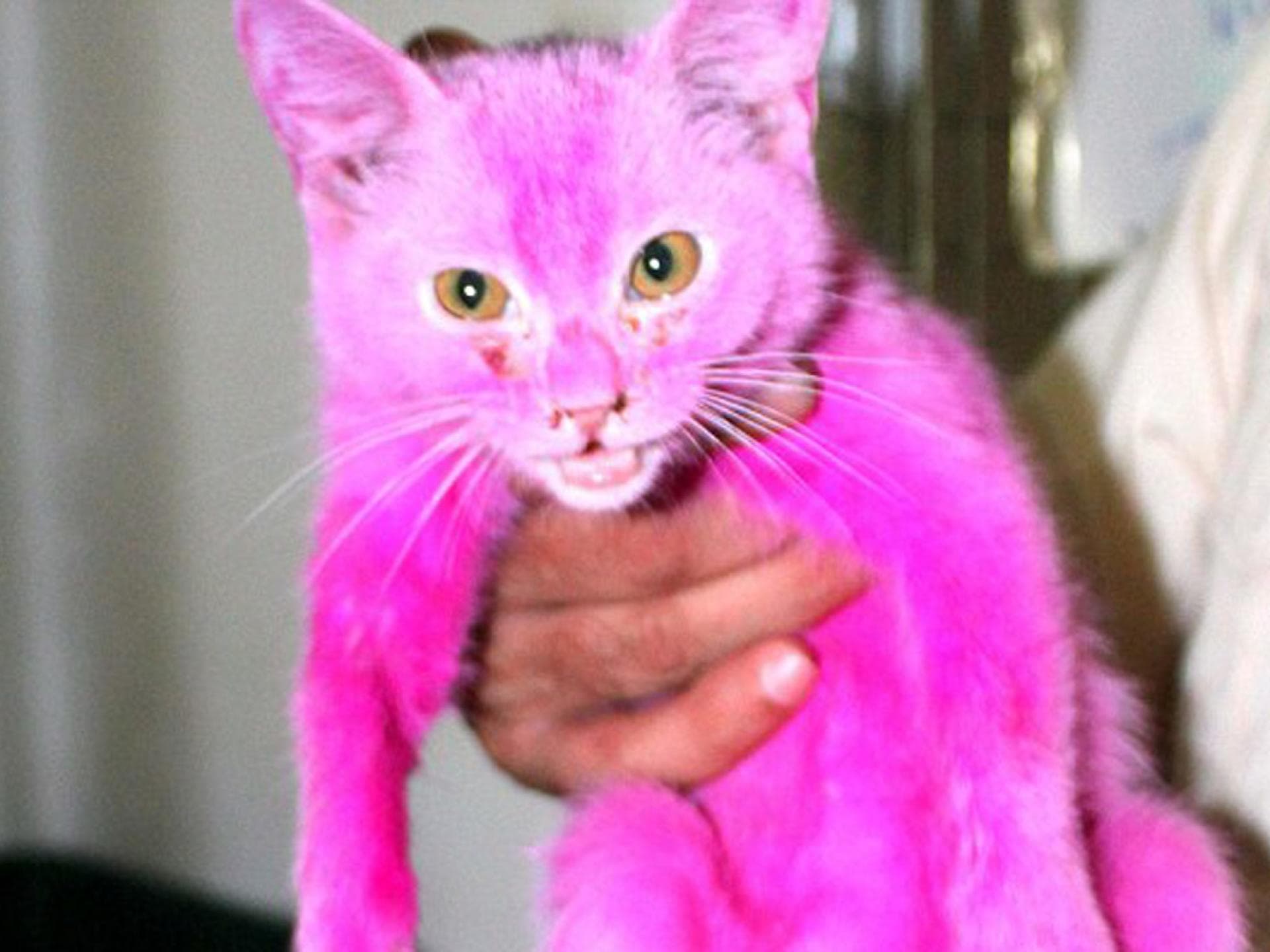 Diese Katze wurde mit giftiger Farbe Pink gefärbt Diese Katze wurde mit giftiger Farbe Pink gefärbt