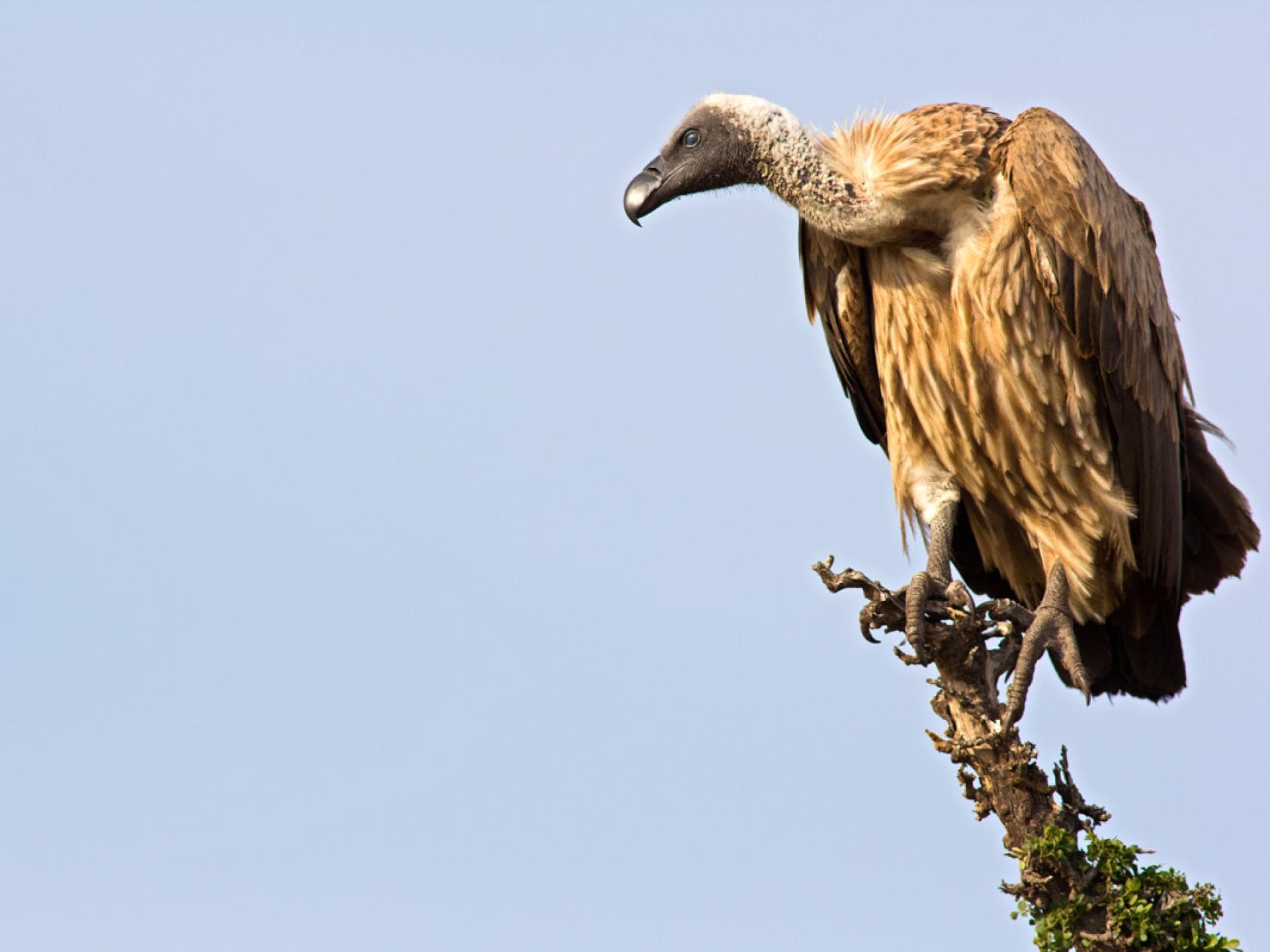 Schwiegermutterwitz: Mutter wird zum Geier