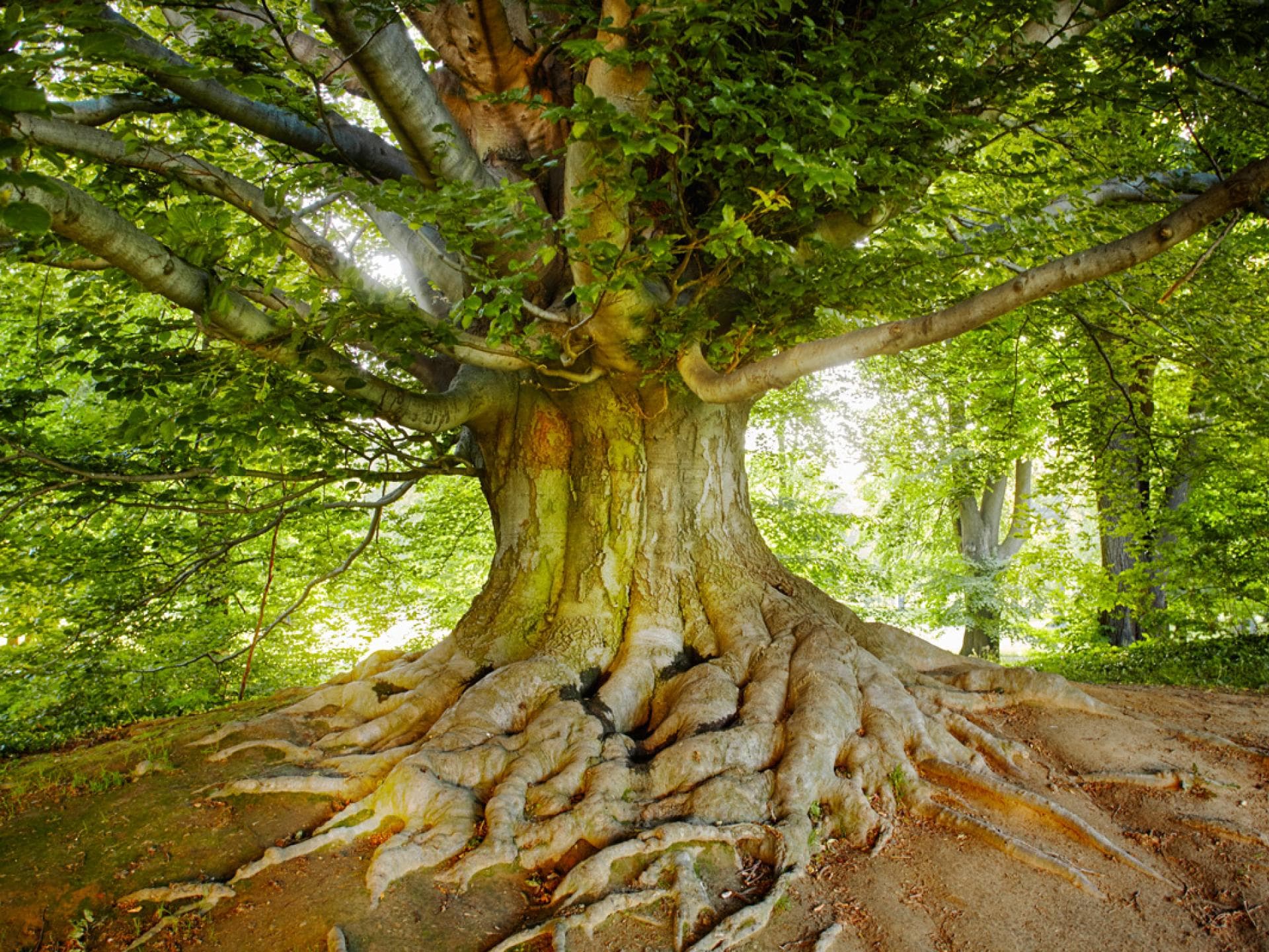 Witz: Keks unter Baum