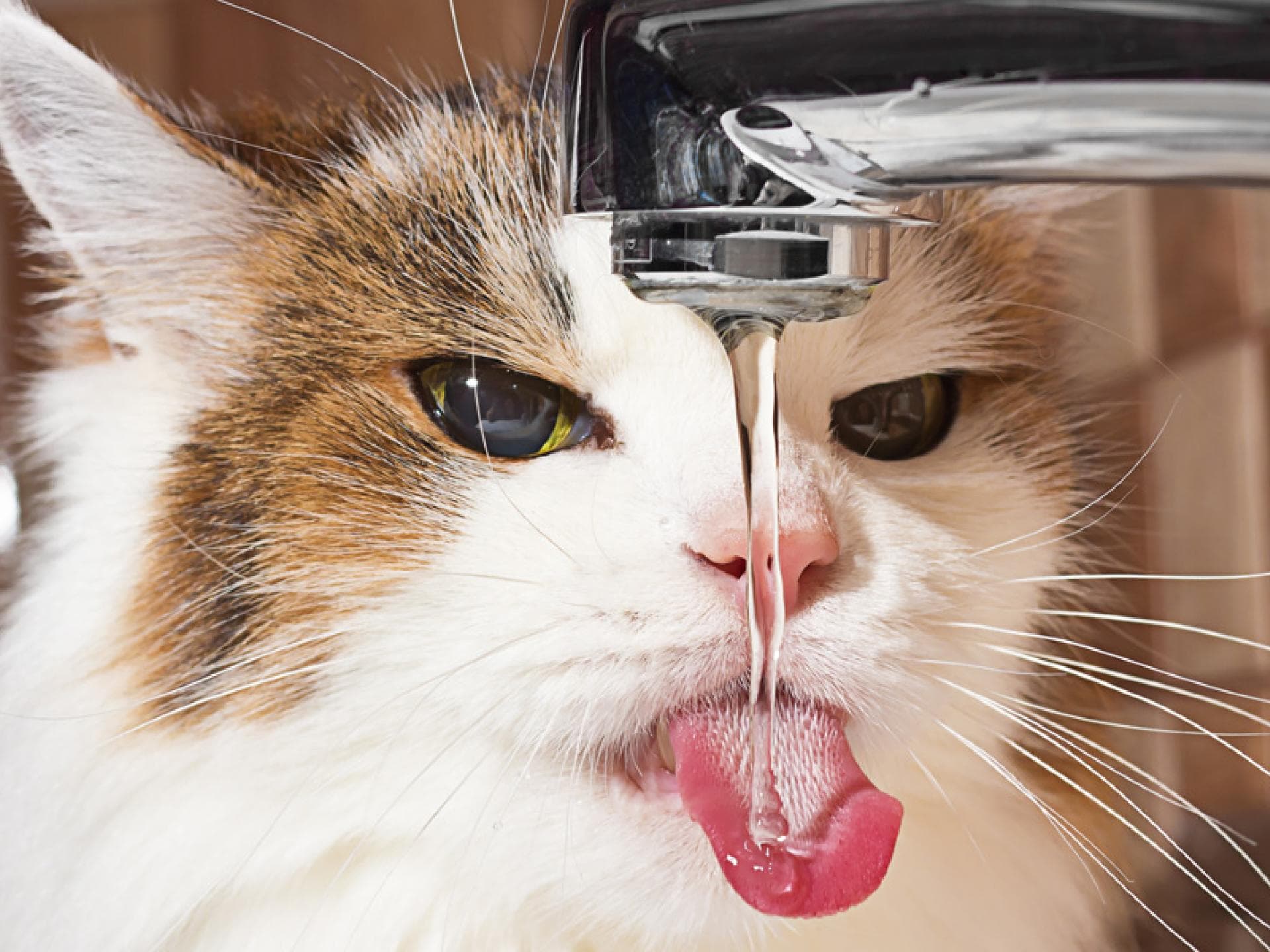 katzen-fakten-quer katzen-fakten-quer