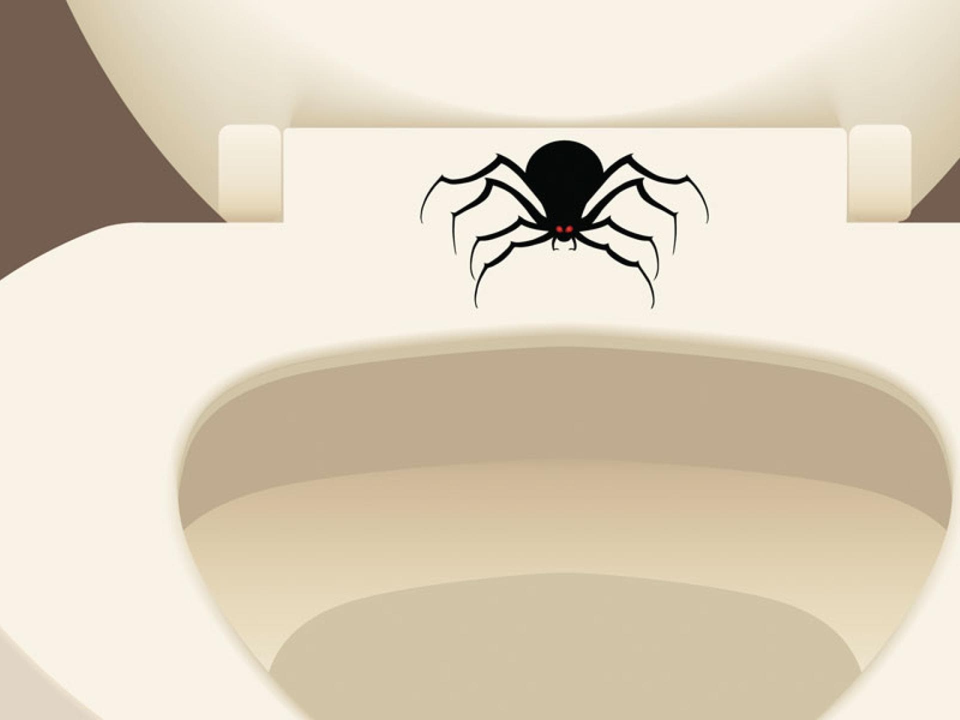 Spinne-im-Klo-runterspülen-Aufmacher-quer Spinne-im-Klo-runterspülen-Aufmacher-quer