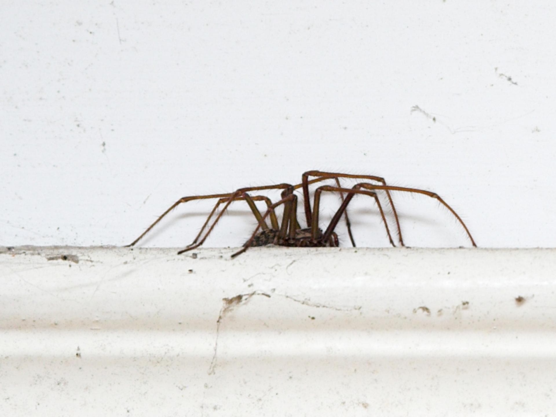 spinne-im-schlaf-essen-quer
