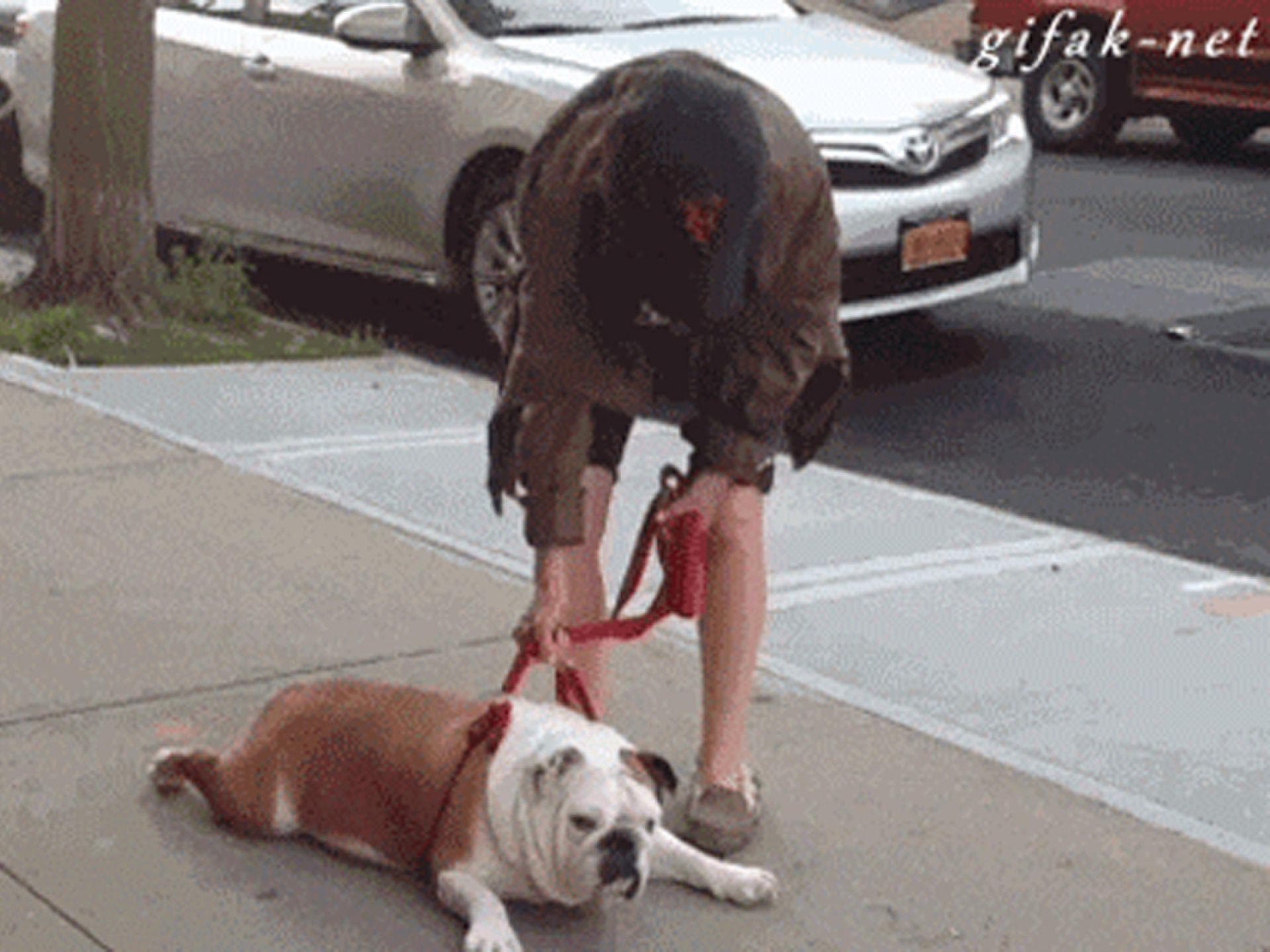 Viel zu faul Viel zu faul