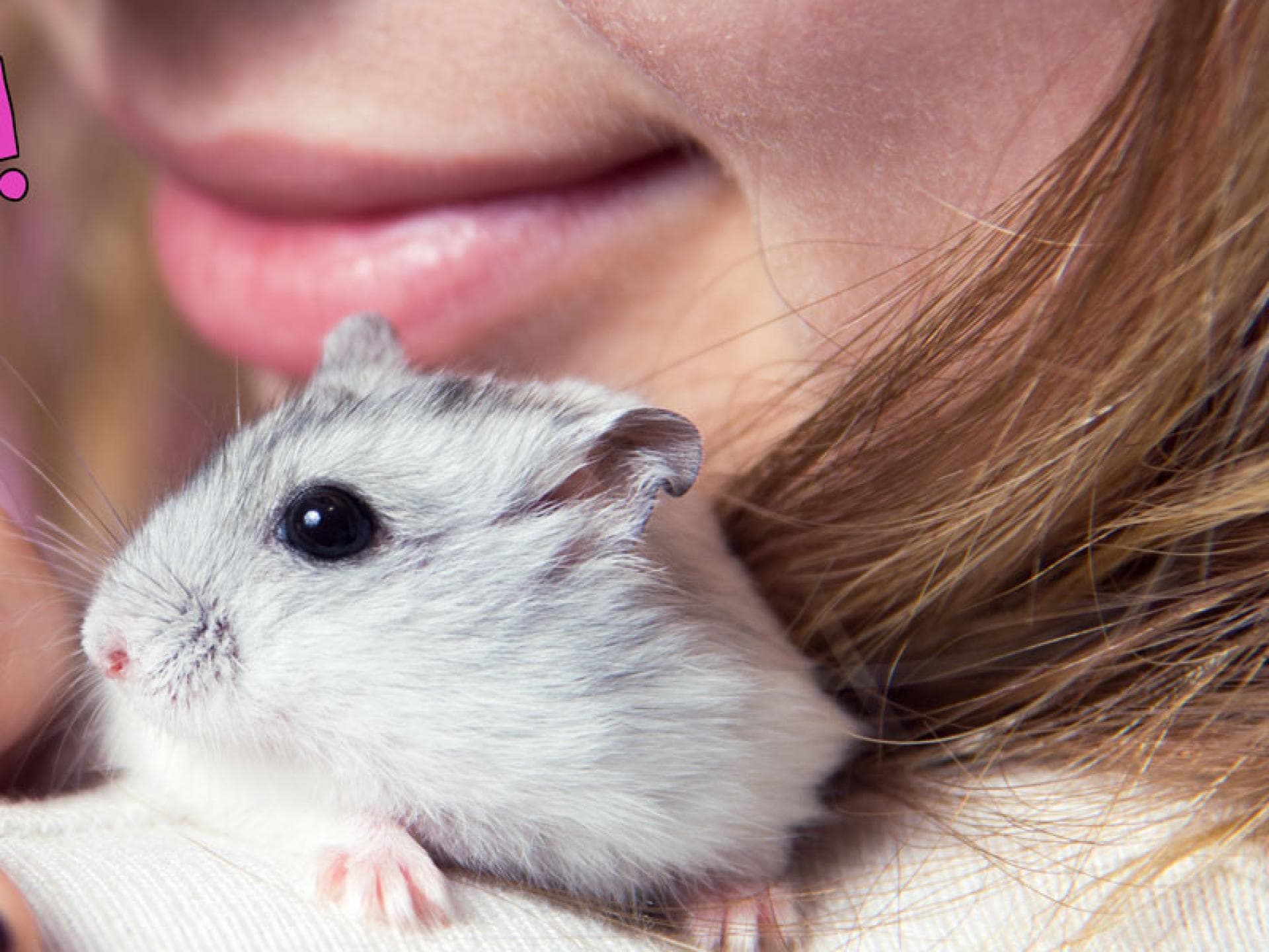 hamster-toilette-quer