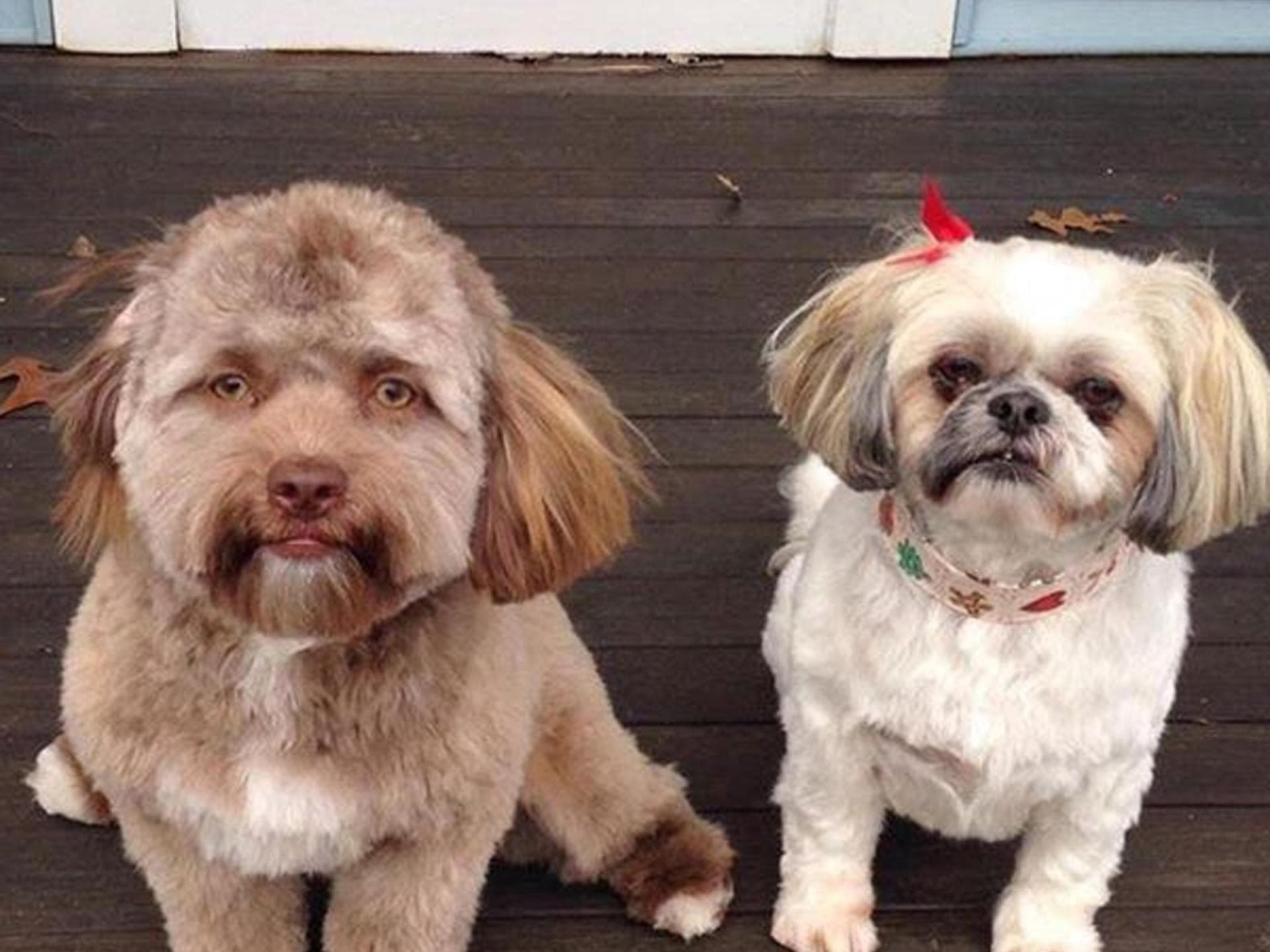 Dieser Hund sieht aus wie ein Mensch Dieser Hund sieht aus wie ein Mensch