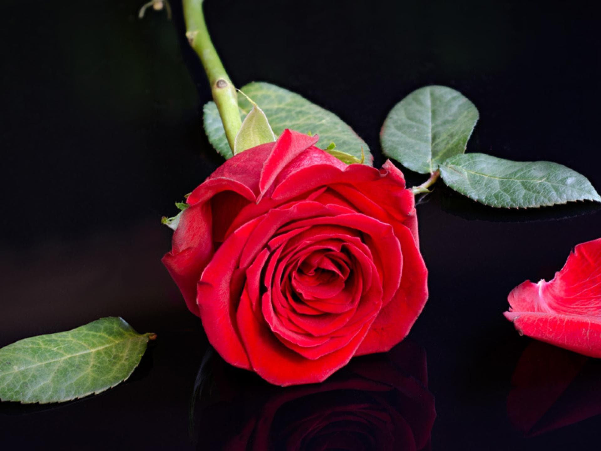 bachelor-casting-quer2 bachelor-casting-quer2