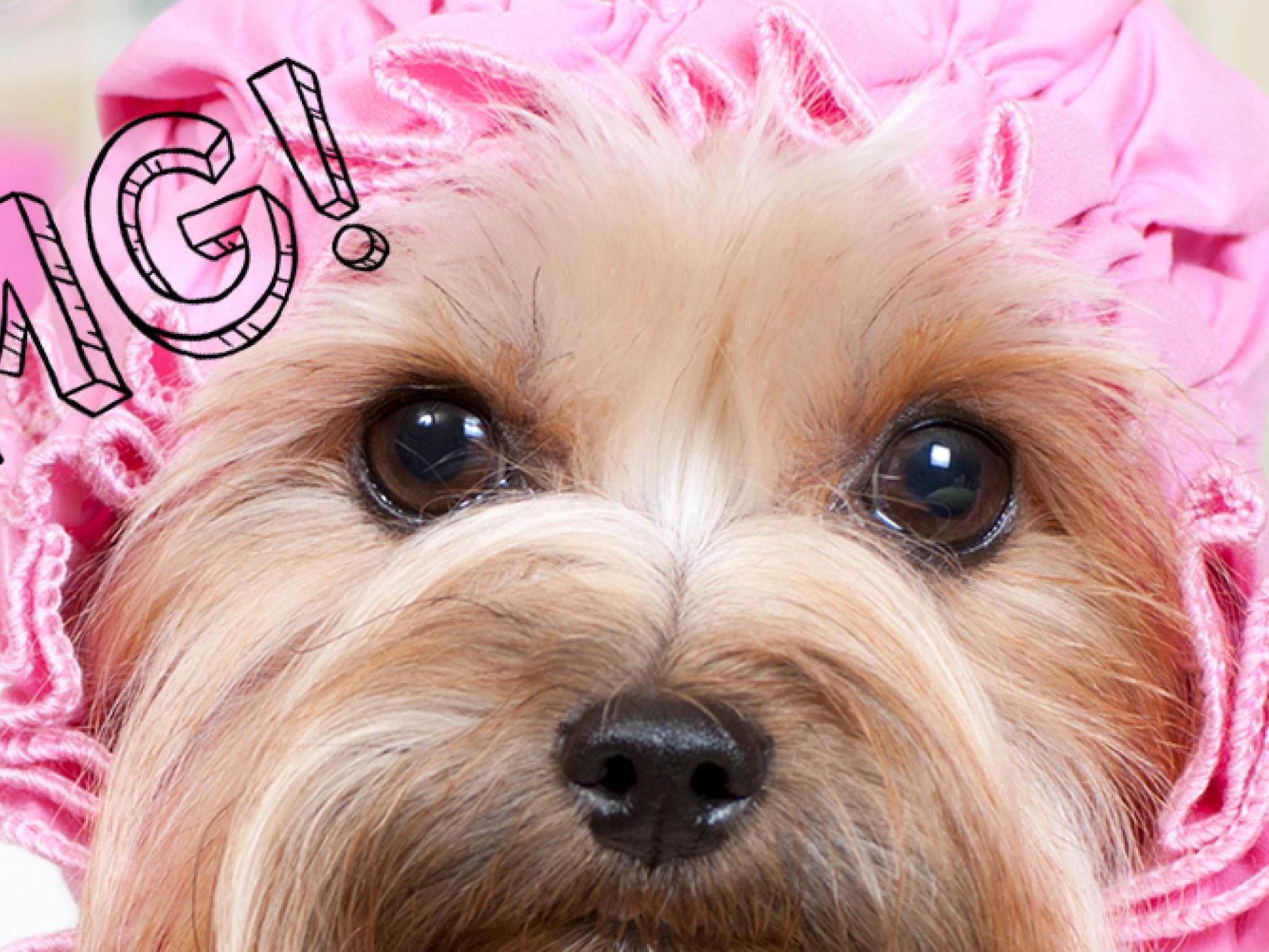hund quereiStock-175519165