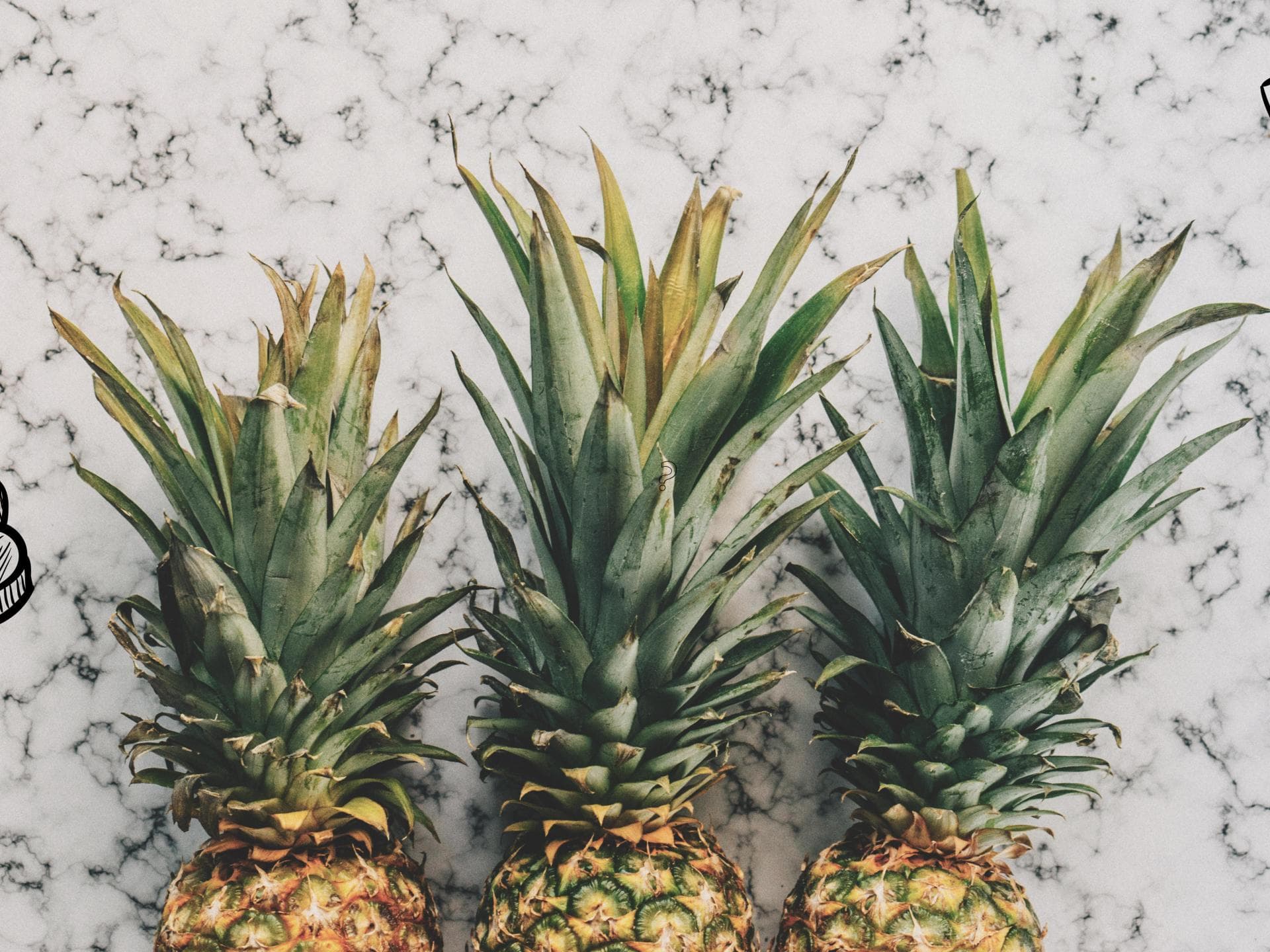 pineapple-supply-quer pineapple-supply-quer