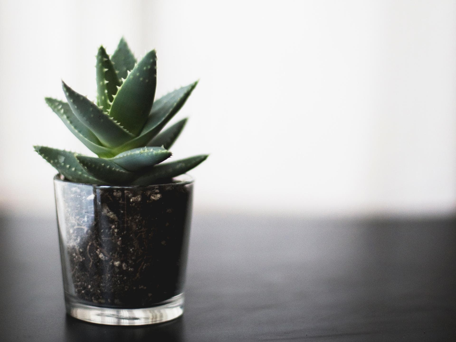 Aloe Vera gegen Pickel