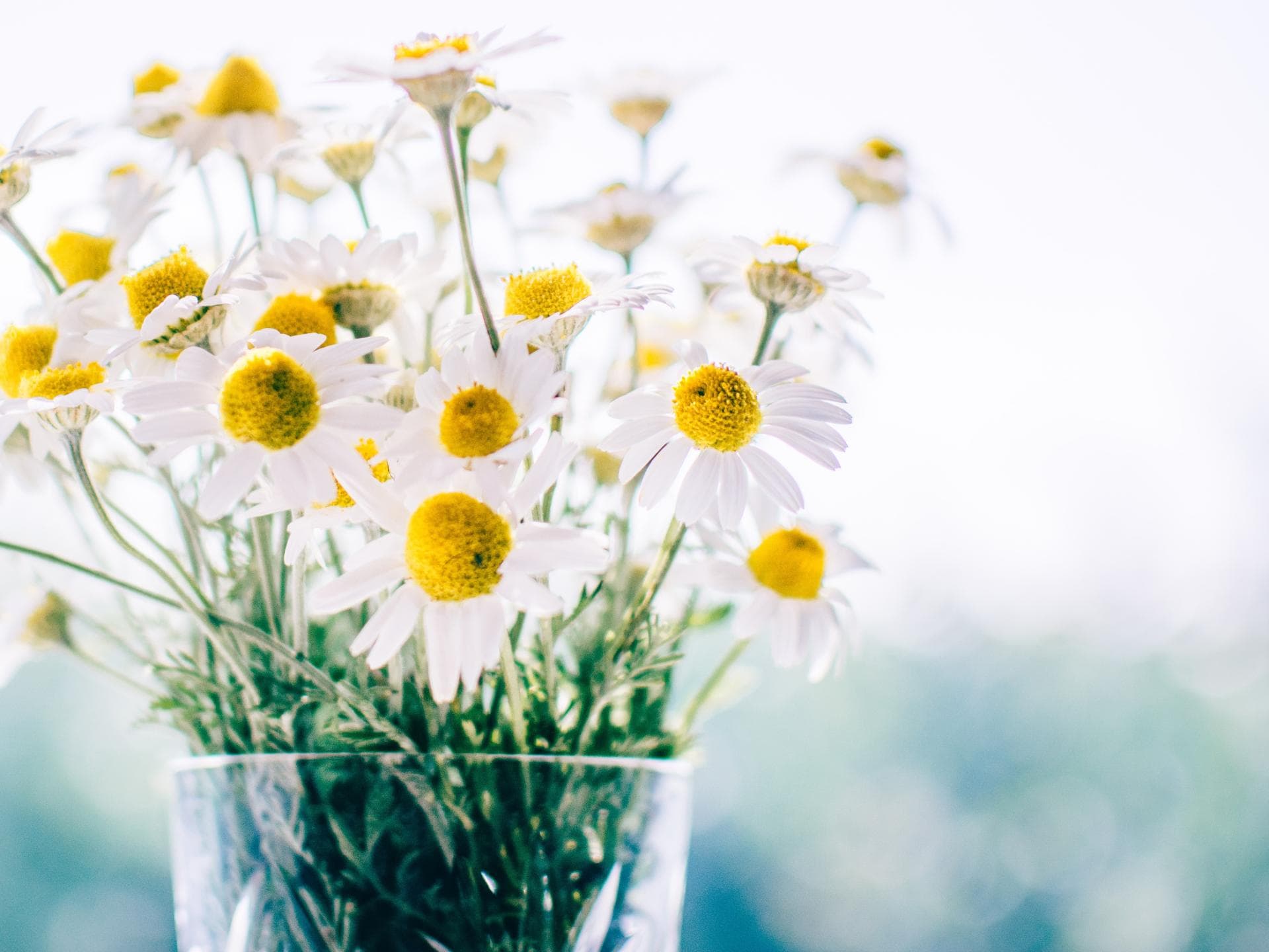 Kamillentee gegen Pickel