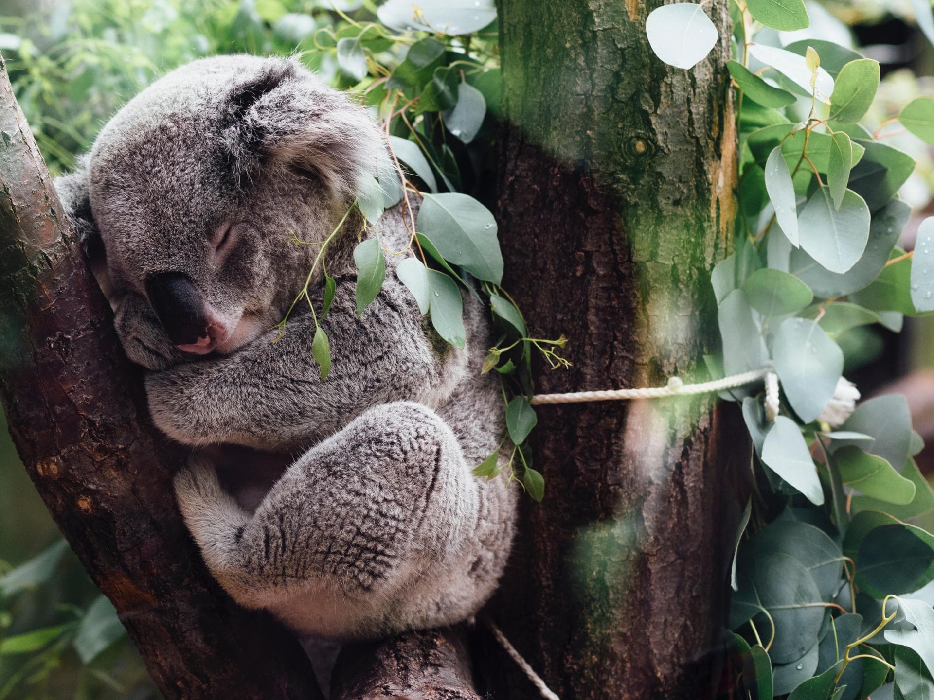 koalas-vom-aussterben-bedroht-quer koalas-vom-aussterben-bedroht-quer