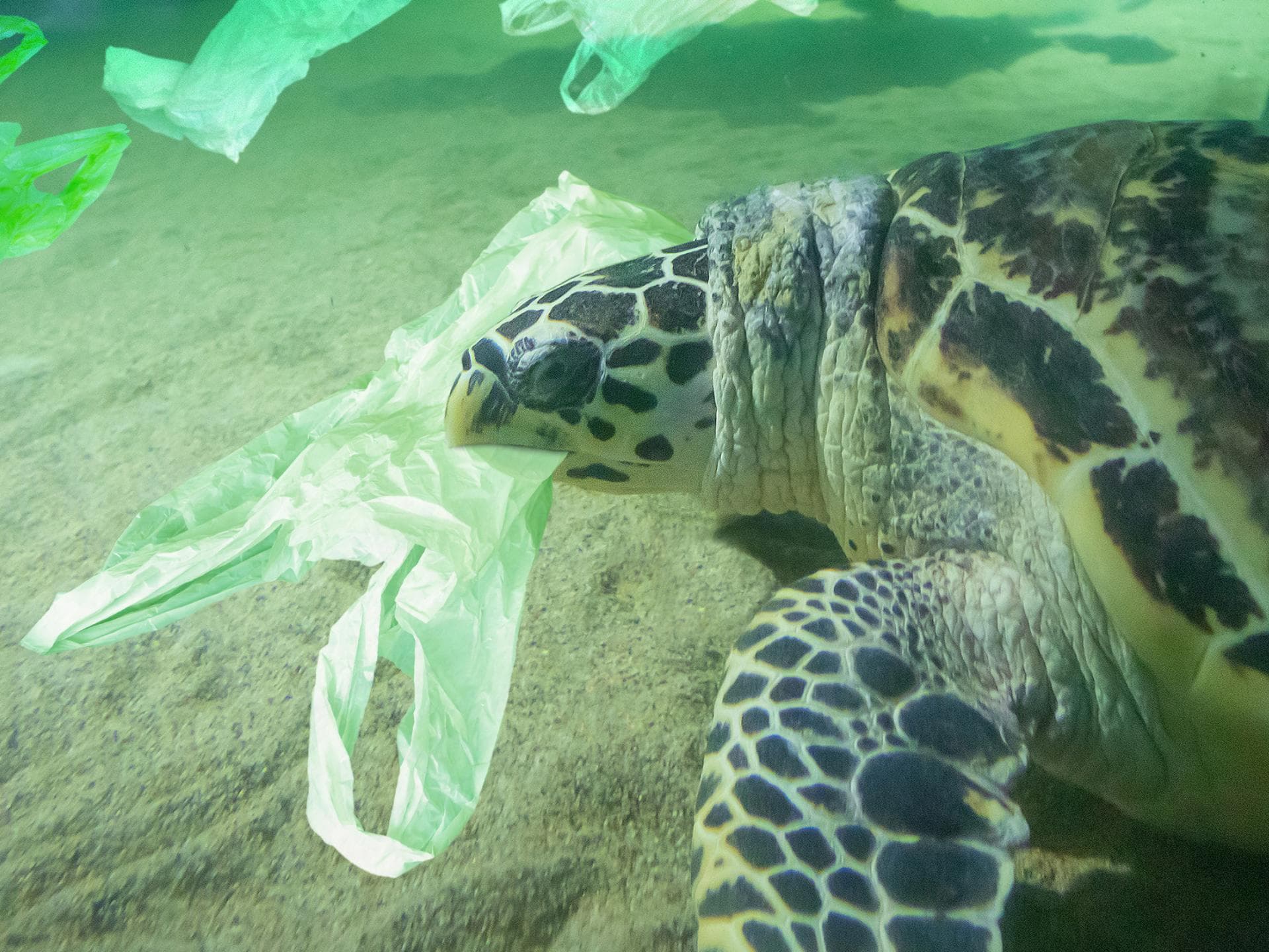 plastik-inseln-quer plastik-inseln-quer