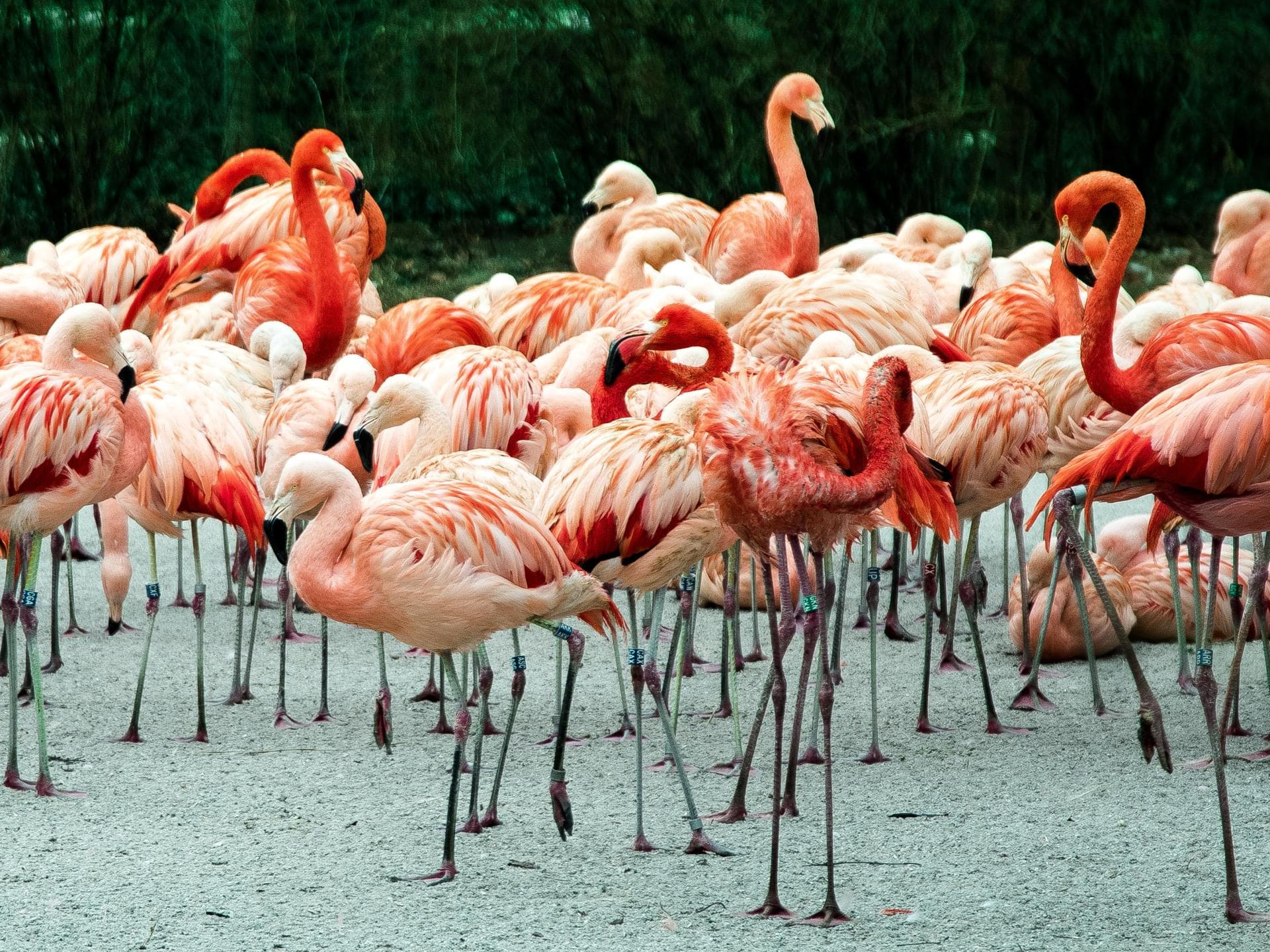 flamingoquer flamingoquer