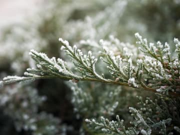 Tanne mit Schnee bedeckt