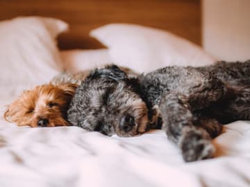 Zwei Hunde im Bett