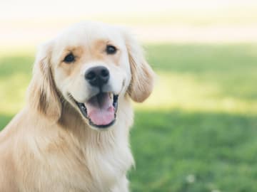 Darum legen Hunde den Kopf Schräg