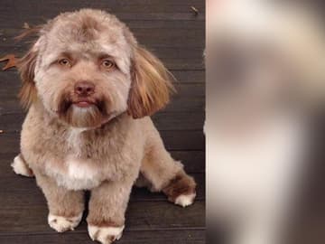 yogi-hund-quer