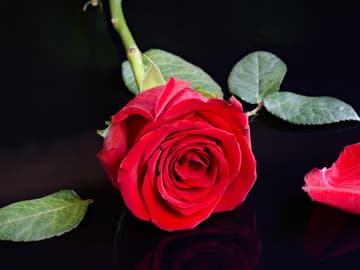 bachelor-casting-quer2