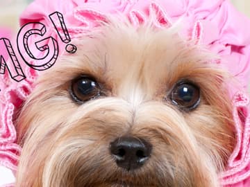 hund quereiStock-175519165