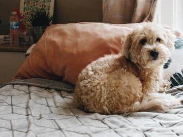 hunde-im-bett-schlafen-quer