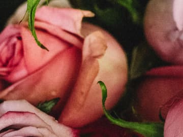 valentinstagrosen-quer