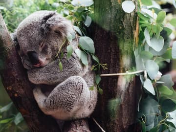 koalas-vom-aussterben-bedroht-quer