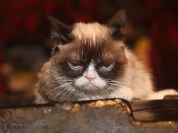 grumpy-cat-katzen-accounts-quer
