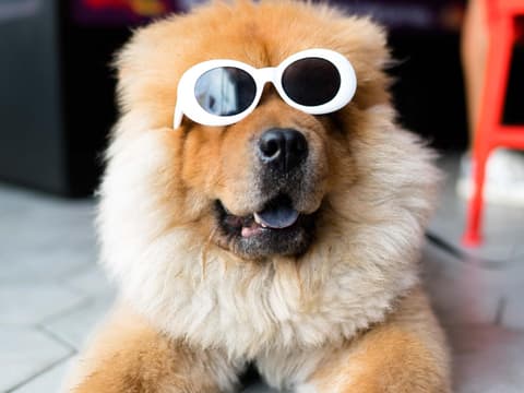 Witziger Hund