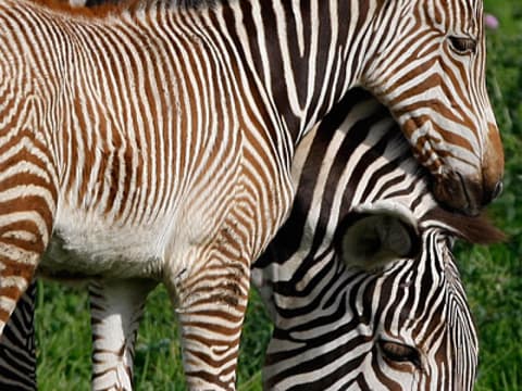 Kuschelndes Zebra-Baby mit Mama Kuschelndes Zebra-Baby mit Mama
