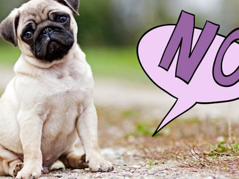 hunde-no-gos-quer hunde-no-gos-quer