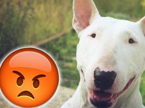 hund-tattoo-quer hund-tattoo-quer