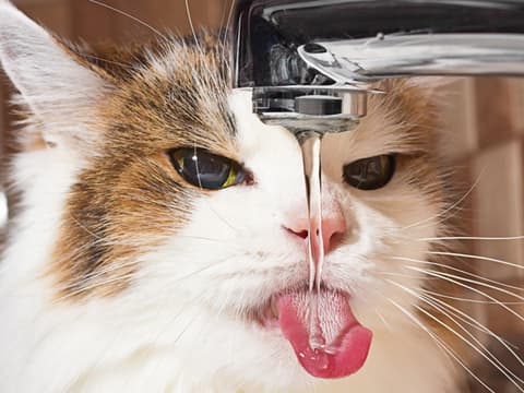 katzen-fakten-quer katzen-fakten-quer